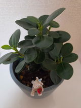 匿名 review photo
