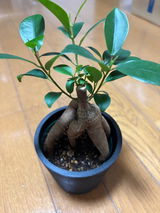 ザッキー review photo