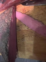 Sting ray review photo