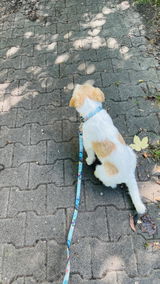 Hundeleine-Outdoor-bunt (konfigurierbar)