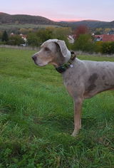 Hundehalsband-Outdoor–bunt (personalisierbar)