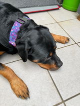 Hundehalsband-Outdoor–bunt (personalisierbar)
