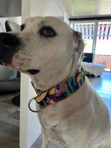 Hundehalsband-Outdoor-bunt-Martingale- Zugstopp (personalisierbar)