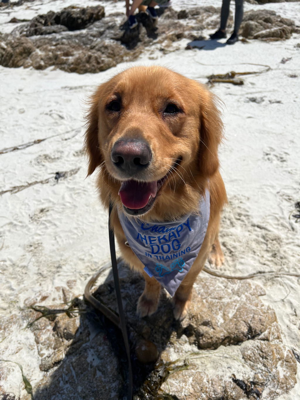 Gut Restore for Dogs