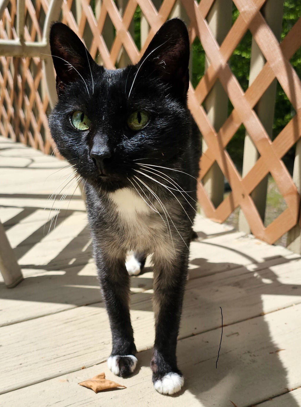 Gut Microbiome Test for Cats