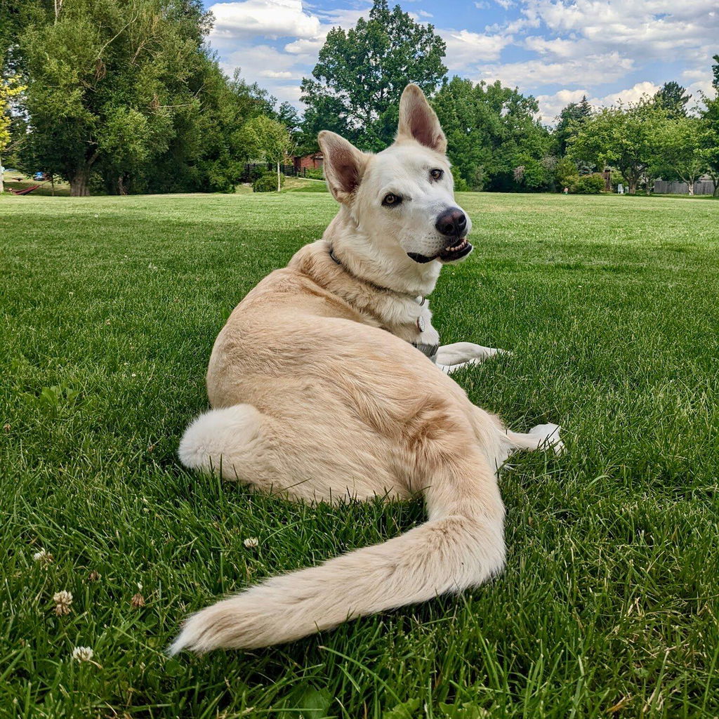 Gut Restore for Dogs