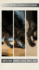 Patch's Cat Daddy review photo