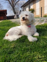 Steluța Chifor Crăciun review photo