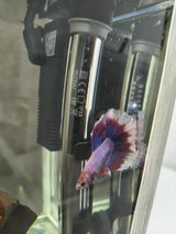 Ovidiu review photo