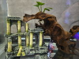 Ovidiu review photo