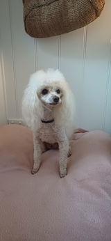 Lilia review photo