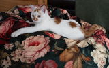 Amanda S. review photo