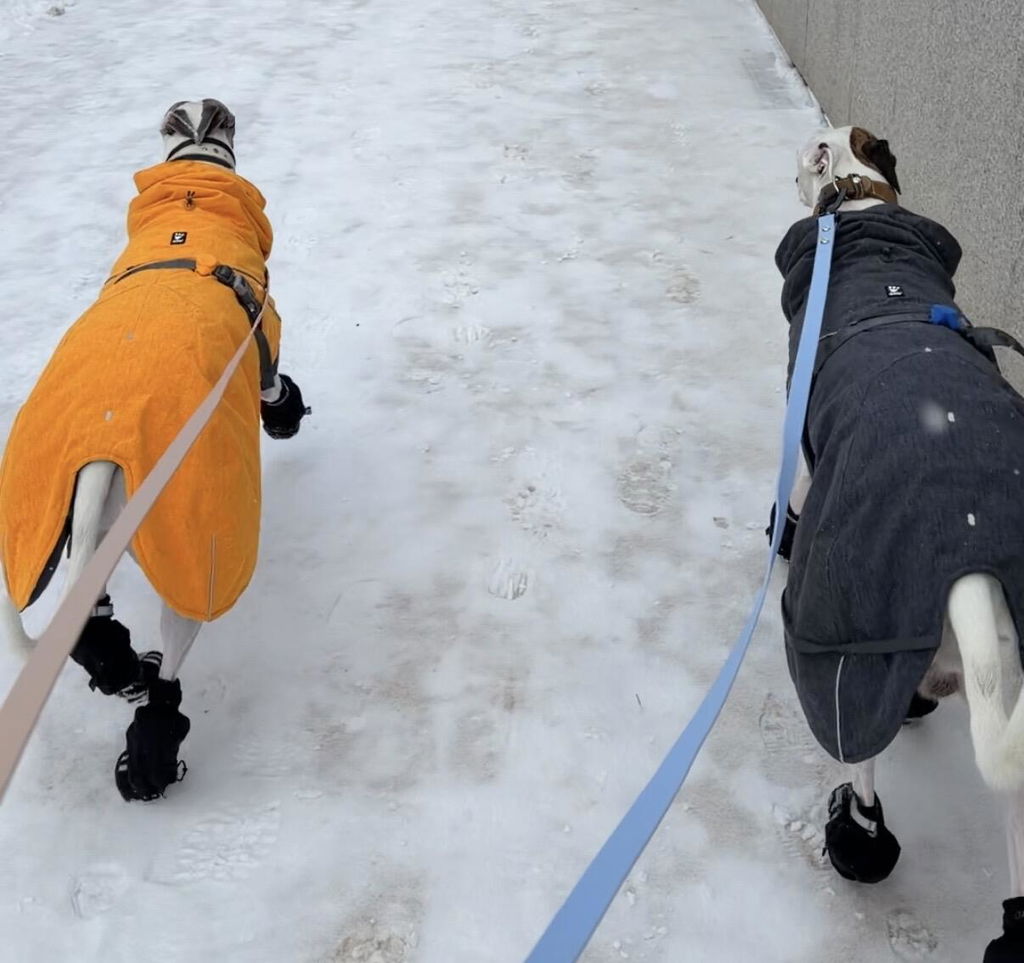Annivia Dog Wear 