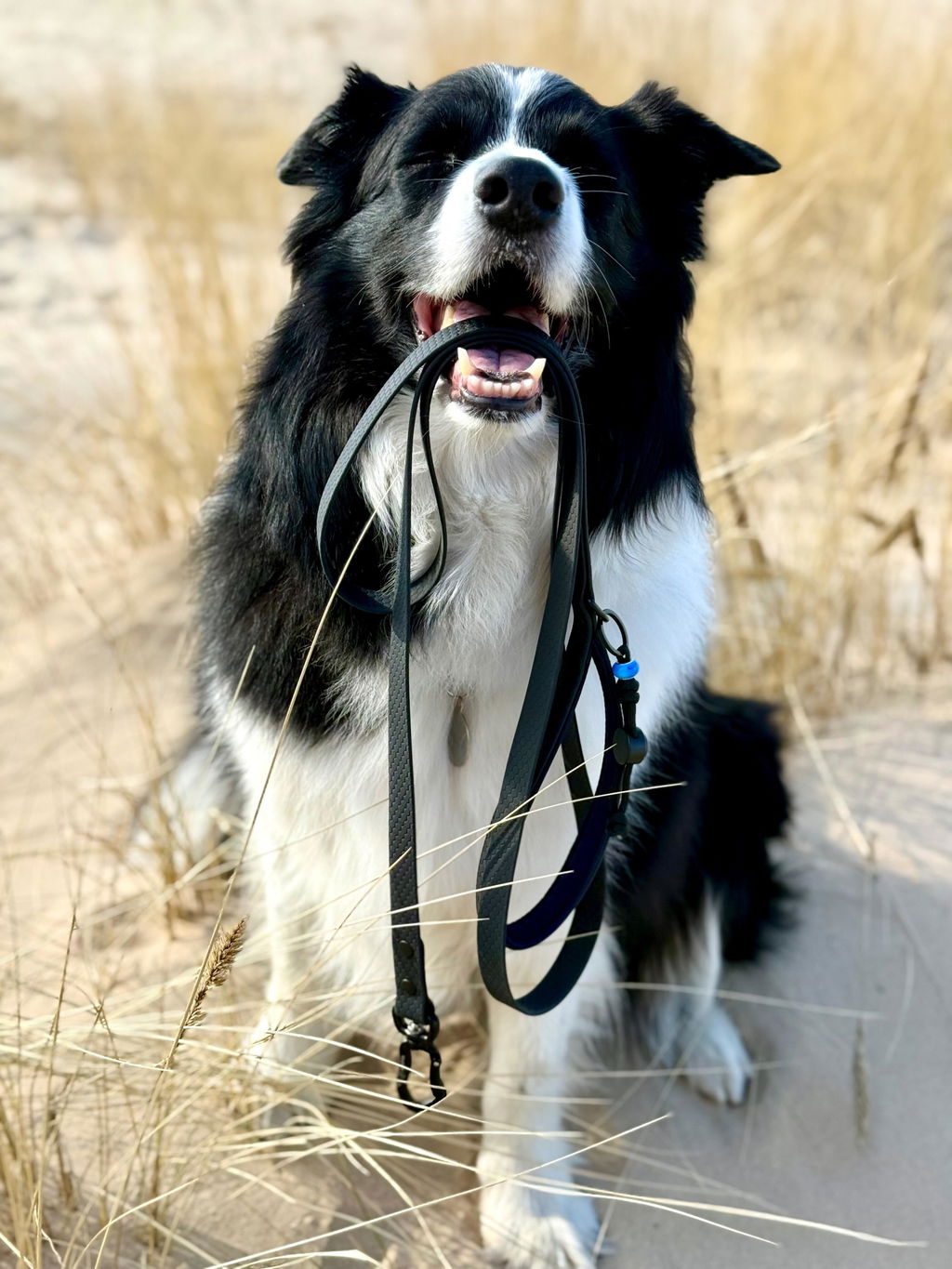 Annivia Dog Wear 