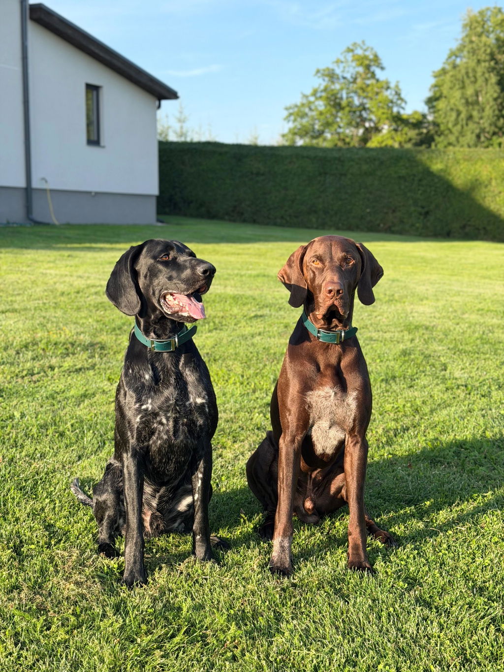 Annivia Dog Wear 