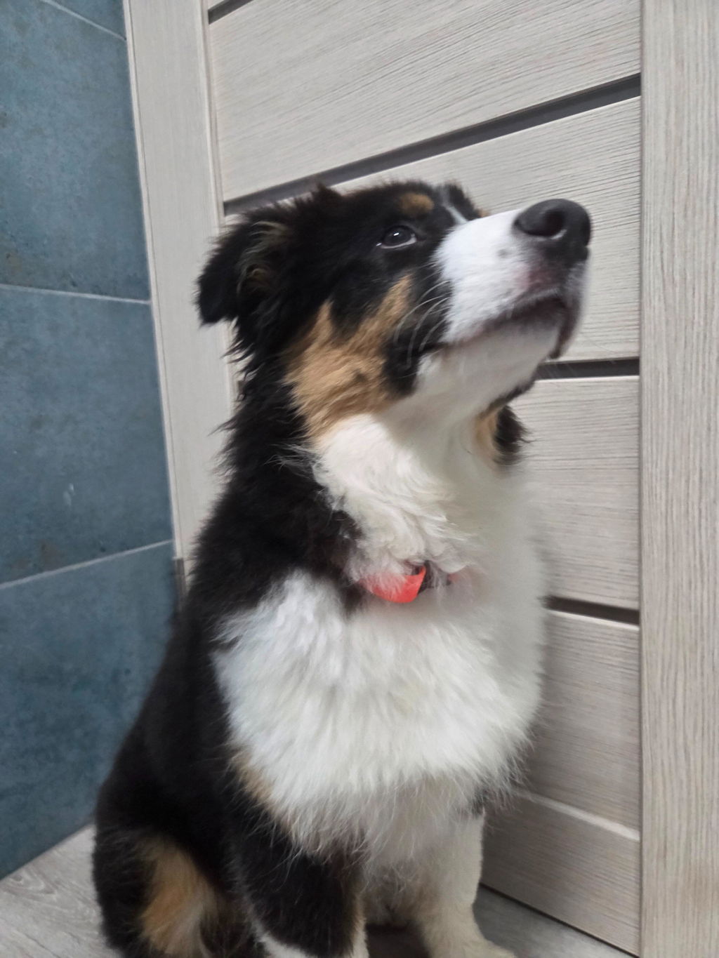 Annivia Dog Wear 
