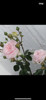 RoseLover review photo
