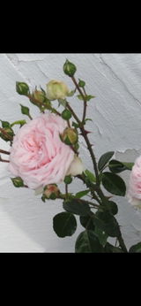 RoseLover review photo