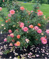 Hoosier Rose Grower review photo