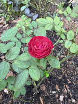 Anonymous review photo