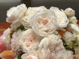 La. Rose lover review photo