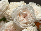 La. Rose lover review photo