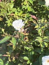 Bbbreier review photo
