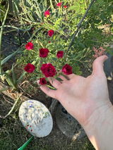 Anonymous review photo