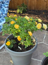 kristin review photo