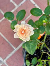 DPgardens review photo