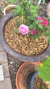 Donna Menendez review photo