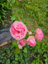 Sabreen review photo