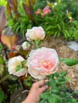 Marthe Pineau review photo