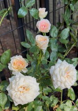 Dana Roberts Littleton review photo