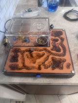 Allen Repashy review photo