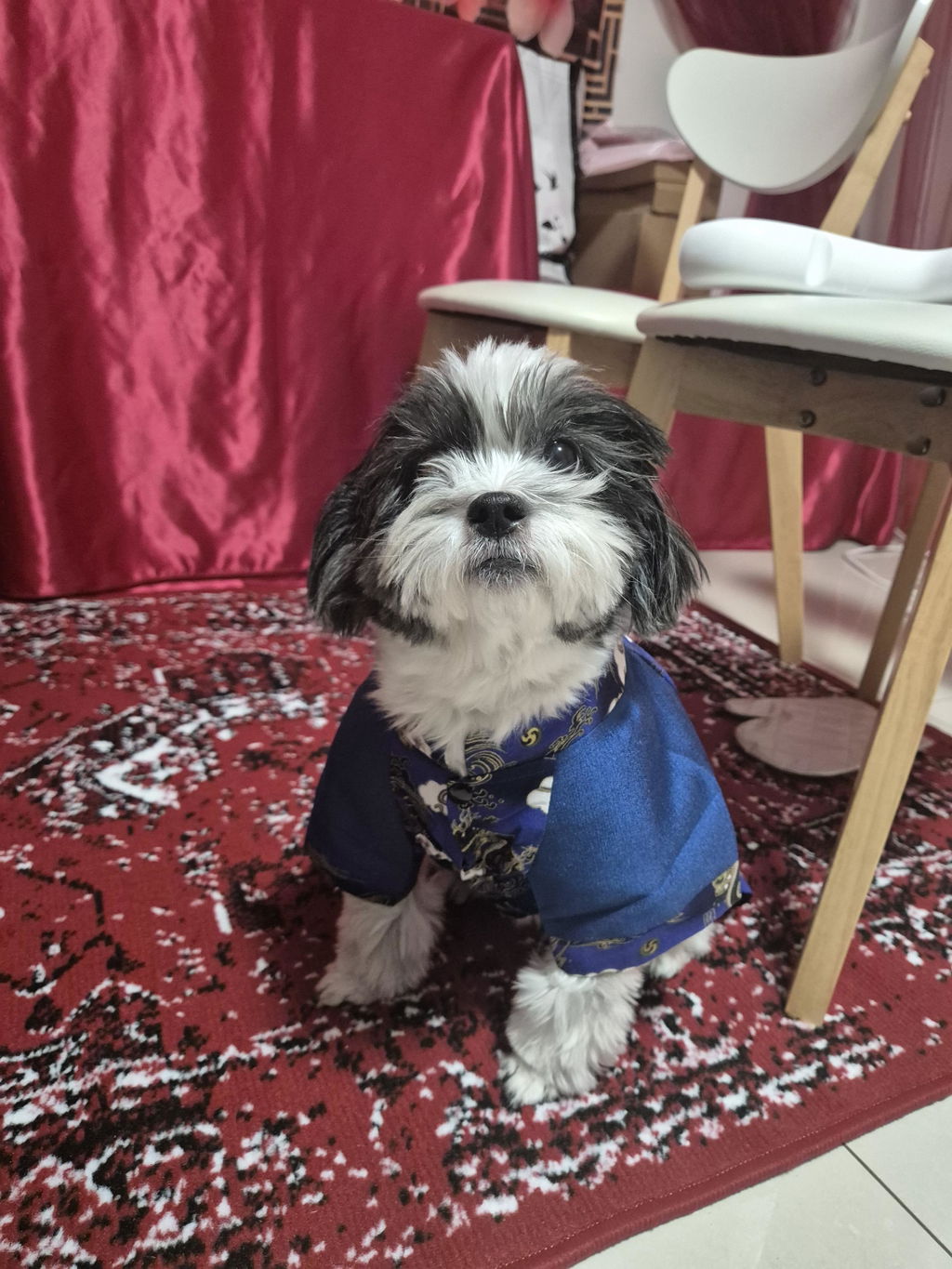 Pet Gam with Buttons Ao Dai (Red, Blue, Yellow) 48A-B