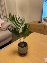 匿名 review photo