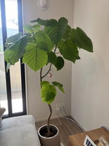 匿名 review photo
