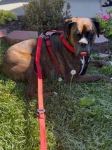 Hannah + Titus the Boxer review photo