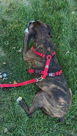 Hannah + Titus the Boxer review photo
