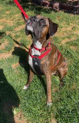 Hannah + Titus the Boxer review photo