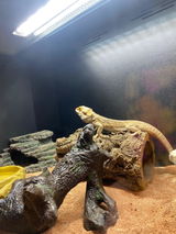 MH review photo