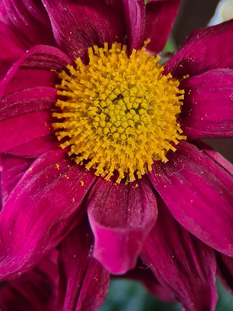 TeleMacro 6X Zoom Lens
