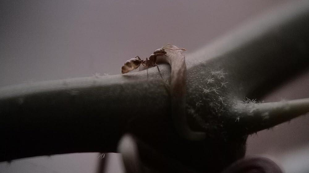 TeleMacro 6X Zoom Lens