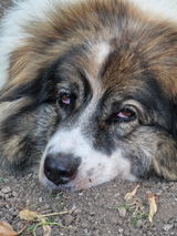 Nuška review photo