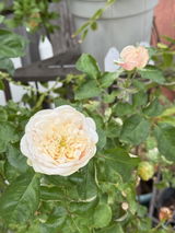 Ivy review photo