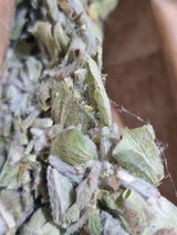 Cintia review photo