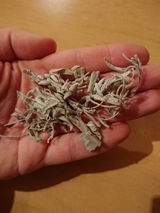 Timo review photo