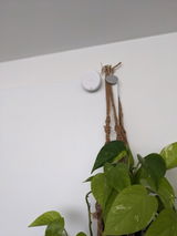 Ajo review photo