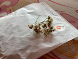 S.H. review photo